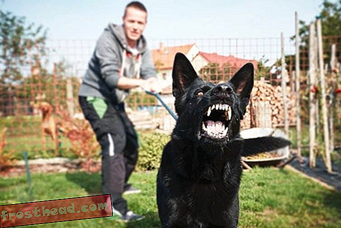 Когда собака подвергается нападению или видит кого-то, на кого напала собака, вызывает страх.