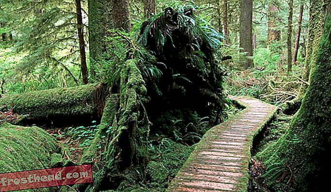 Кедровая набережная через дно долины с (естественно) упавшим деревом, долина Кармана, остров Ванкувер, Британская Колумбия, Канада.