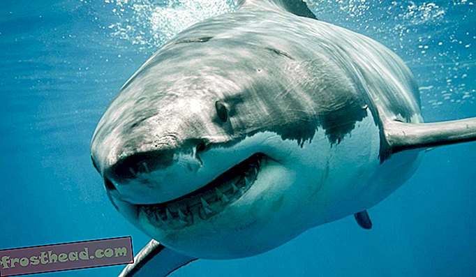 Большая белая акула, хотя и ничтожна по сравнению с мегалодоном прошлых лет, - лучший прокси-ученый, изучающий привычки гораздо большего мега.