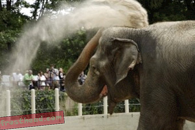 Амбика, старейший азиатский слон в национальном зоопарке, демонстрирует свое умение бросать грязь. Здесь она покрывает голову и спину грязью, чтобы защитить себя от солнца. Джесси Коэн, Национальный зоопарк