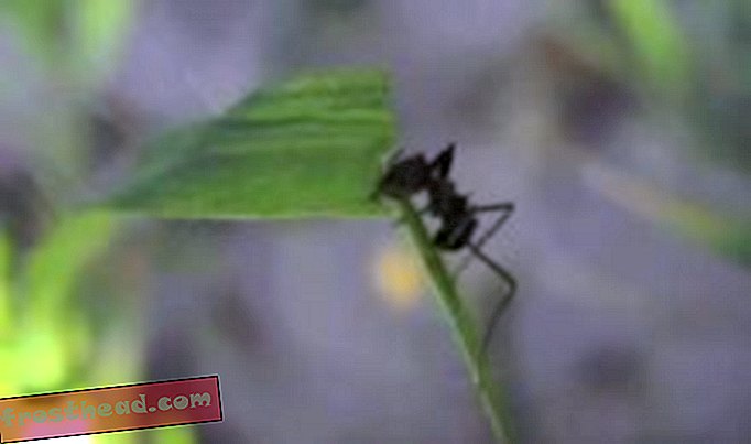 लेख, मॉल पत्रिका, विज्ञान, वन्य जीवन के आसपास - चींटियों की छिपी दुनिया