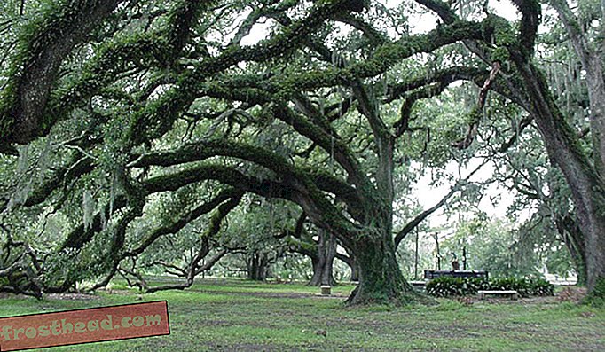 Soubojové duby v městském parku v New Orleans