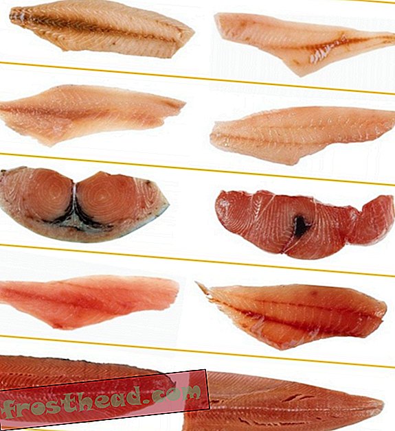 Los detectives de ADN que revelan qué mariscos estás comiendo realmente