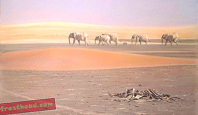Namiibia Skeletoni ranniku kõrbe elevandid on ainulaadselt kohandatud kuiva keskkonnaga.