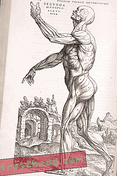 artikel, seni & budaya, di smithsonian, sejarah, sains - Butiran Grisly mengenai Buku Teks Anatomi Awal