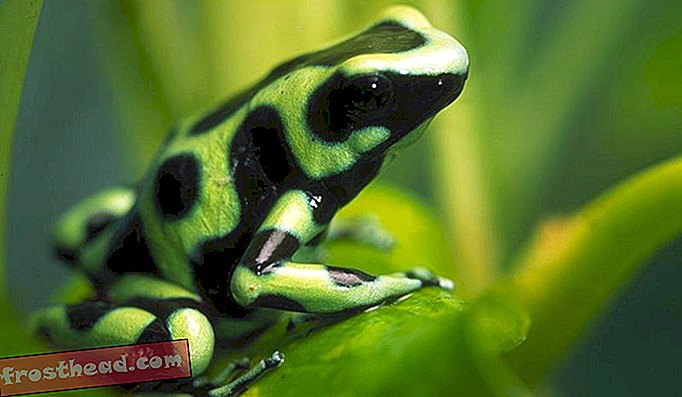 Zelená a černá jedovatá žába.