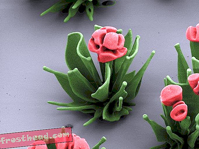 गुलाबी nanoflowers-विम-Noorduin.jpg