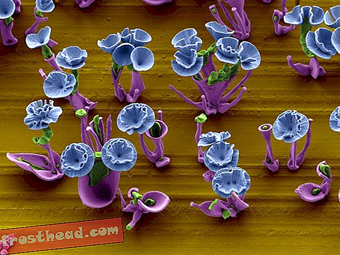 פרחי ננו-גוונים רב-צבעוניים-לורה-הנריקס-ווים-נורודיין