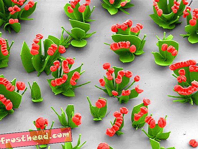 छोटे लाल nanoflowers-विम-Noorduin.jpg