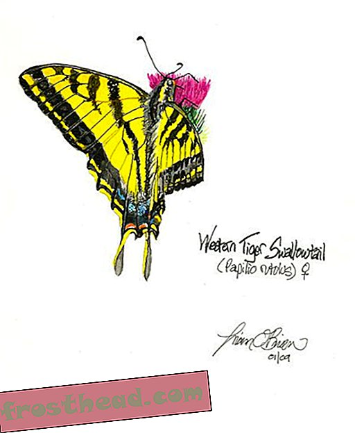 Ilustrasi Swallowtail, oleh Liam O'Brien