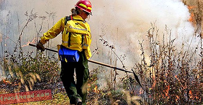Un guide de terrain pour les riches;  Pompiers forestiers-articles, arts et culture, livres