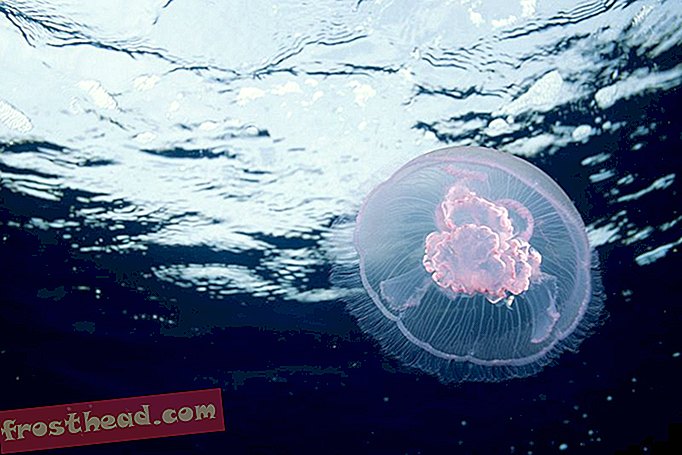 чланци, уметност и култура, храна, иновације - Да бисте медузе учинили привлачнијима, додајте свјетлосне и звучне ефекте доживљају оброка
