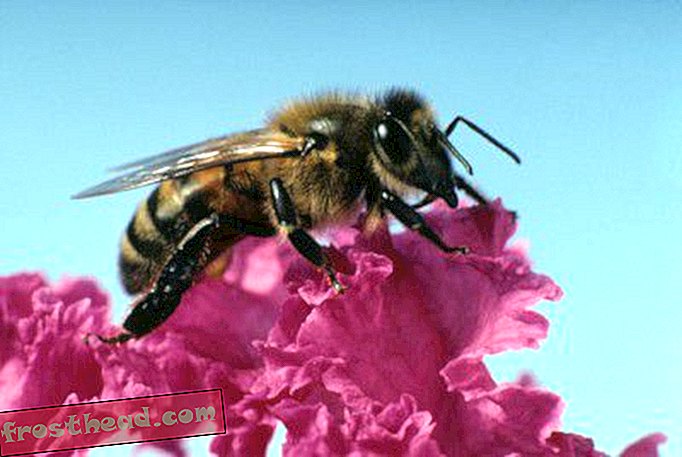 άρθρα, τέχνες & πολιτισμός, τρόφιμα, blogs, φαγητό και σκεφτείτε - Οι μέλισσες εξακολουθούν να αγωνίζονται