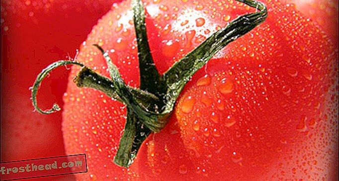 מדוע פחד העגבנייה באירופה יותר מ -200 שנה