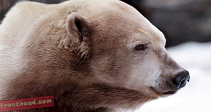 Miltä näyttäisi todella risti jääkarhun ja harmaasähkön välillä?