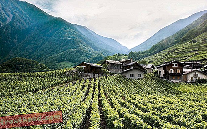 Een wijngaard in het dorp Le Perrey