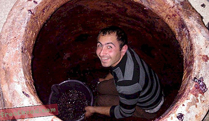 אליק אבטיסיאן מתכופף בתוך קראס של 260 ליטר וממלא אותו בענבים שנקטפו לאחרונה.