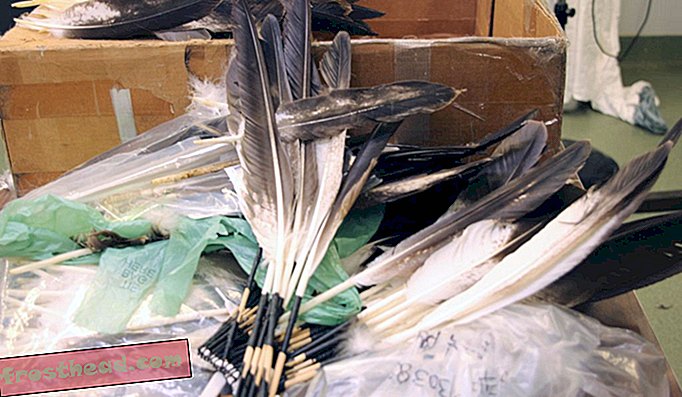 Pióra orła są sprawdzane i liczone przed wysyłką.