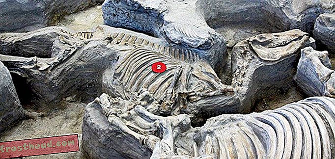 Evolutsiooni maailmaturnee: Ashfall fossiilsed voodid, Nebraska