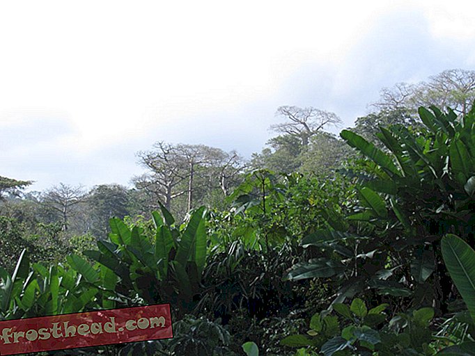 Bosques de Ipeti