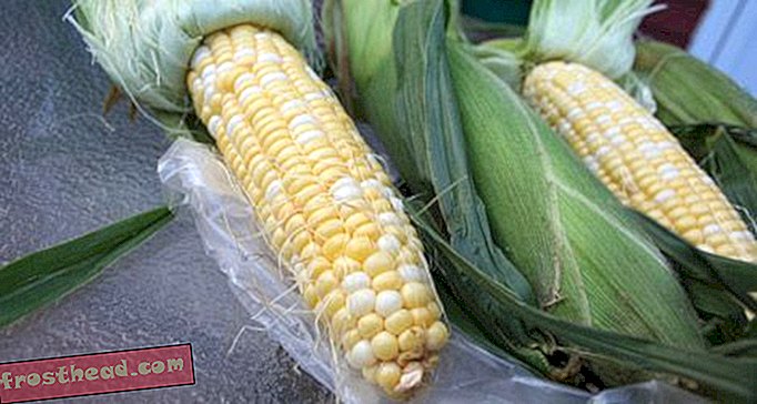 Cinq façons de manger du maïs frais