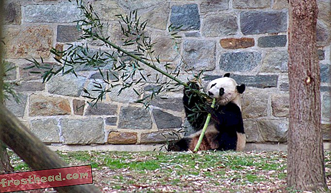 Bei Bei, âgée de 3 ans, a été prise en charge tout au long de la fermeture par le personnel du zoo, qui était resté sans salaire jusqu'à la réouverture du gouvernement.