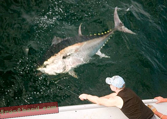 Un thon rouge géant, attrapé sur une canne et un moulinet, est dirigé vers le bateau.
