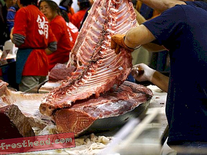 От котешка храна до брояч на суши: Странният възход на червената риба тон