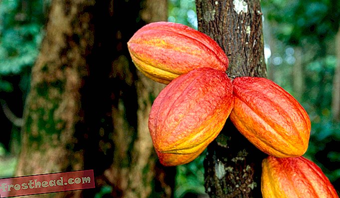 מאמרים, אמנות ותרבות, אוכל, מדע, כדור הארץ שלנו - כיצד להציל את עץ השוקולד מבלי להקריב את הטעם