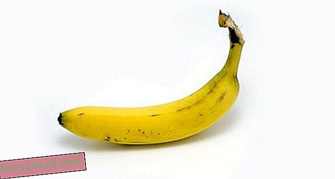 статии, изкуства и култура, храна, блогове, храна и мислене - Укротяване на дивия банан