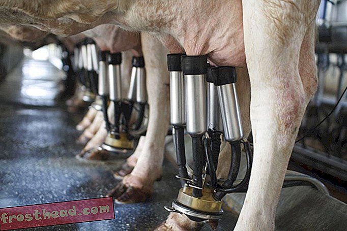Тази ферма в Кънектикът дое крави за данни