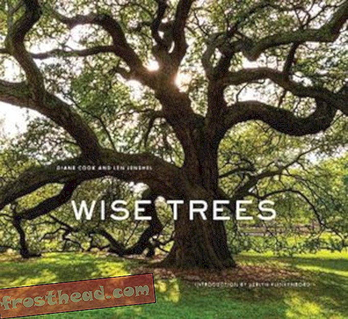 Preview thumbnail for 'Wise Trees