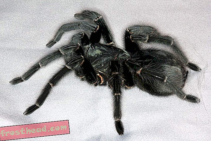 Rencontrez les araignées primées du concours annuel de la British Tarantula Society