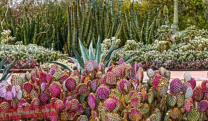 Giardino botanico del deserto