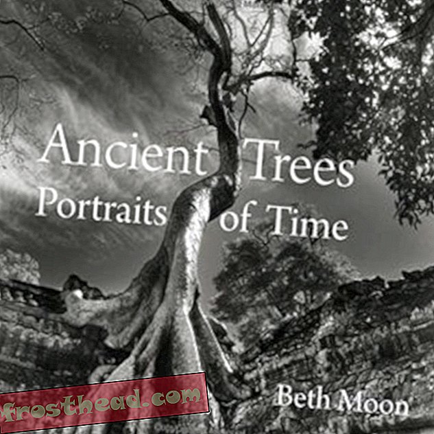 artiklid, kunst ja kultuur, reisimine - Starlighti raamitud Aafrika vanimate puude suurepärased fotod