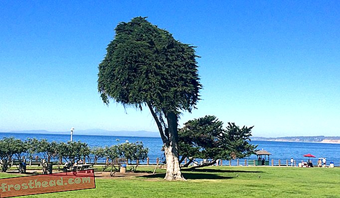 De eenzame Lorax-boom in Scripps Park, La Jolla.
