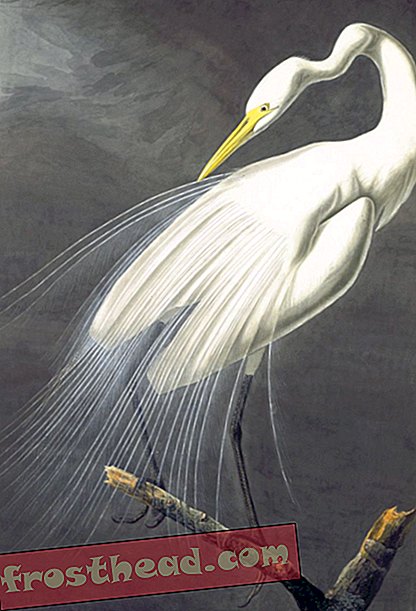 Velika Egret