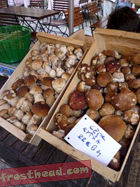 articles, arts et culture, cuisine, blogs, nourriture et réflexion - Les champignons sauvages de l'automne