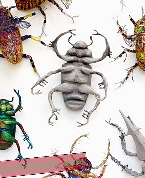“Ophed ned på aske Beetle”