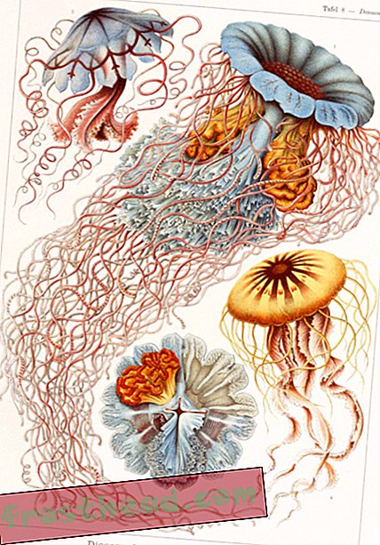 Este ilustrador del siglo XIX encontró belleza en las criaturas marinas más delgadas-artículos, arte y cultura, arte y artistas, ciencia, vida salvaje