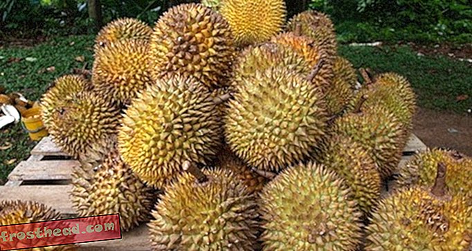 Mengapa Buah Durian Berbau Mengerikan?