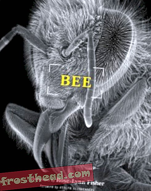 Kako izgleda pčela kad je uvećana 3000 puta?