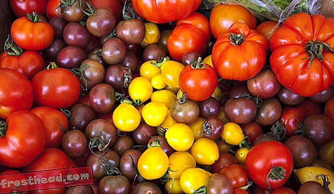 Verscheidenheid van tomaten op de boerenmarkt.