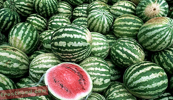 watermeloenen