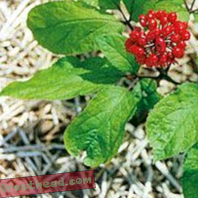 Ekstrakt korijena ginsenga Panax stoljećima se koristi u tradicionalnoj istočnoazijskoj medicini.