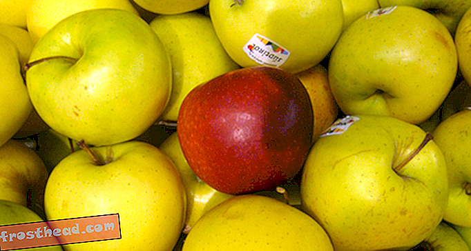 Hvorfor gir elevene lærere epler og mer fra fruktens saftige fortid