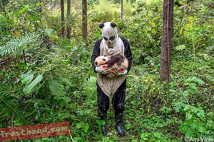 Panda-kærlighed - lidt skræmmende vicevært i panda-dragt ser på baby cub