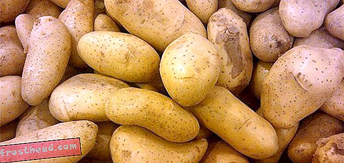 Contes horribles de pommes de terre qui ont causé la maladie et même la mort