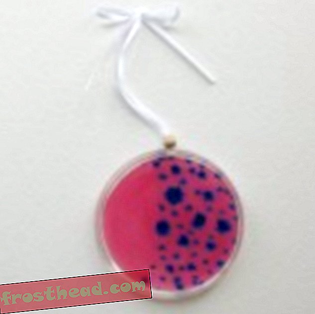 Petri Dish Ornament G13 Pink