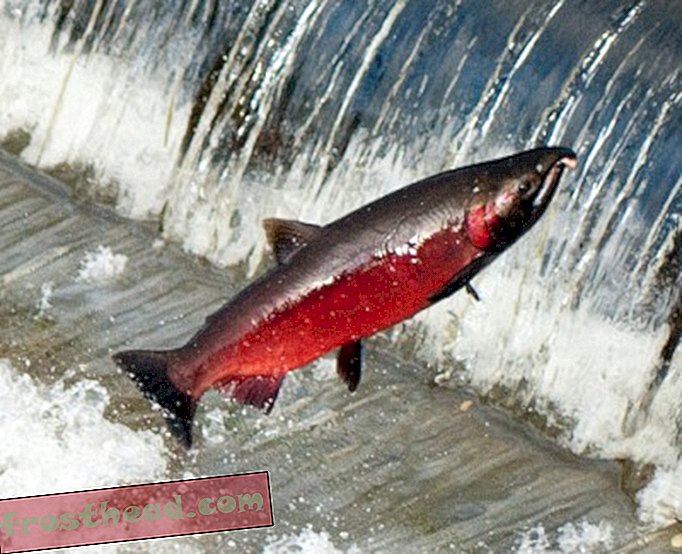 Coho salmon spawning, courtesy Flickr user "Soggydan" Dan Bennett